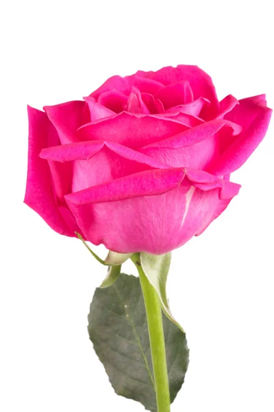一朵花粉色玫瑰 — 图库照片