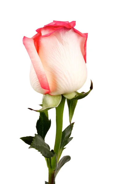 Один цветок розовые розы — стоковое фото