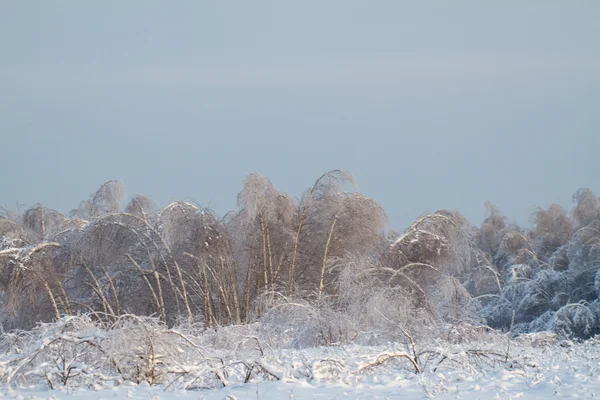 美丽的冬季森林 — 图库照片
