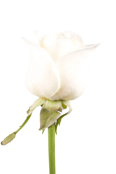 Rosa branca flor close-up isolado — Fotografia de Stock