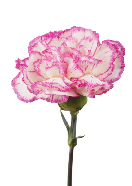 Hermoso clavel rosa — Foto de Stock