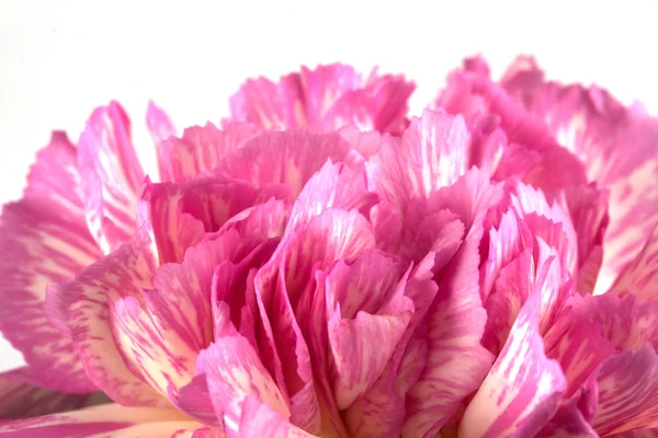 Belo cravo rosa — Fotografia de Stock