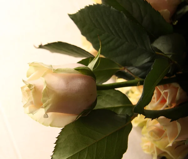 Roses lumineuses — Photo