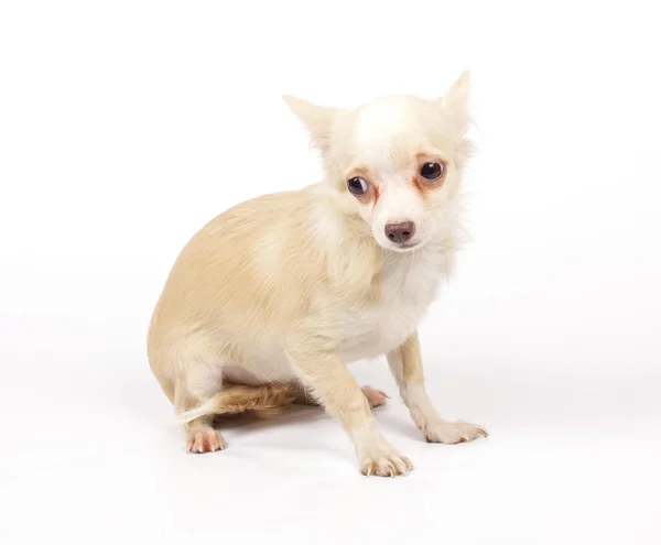 Malé štěně čivava — Stock fotografie