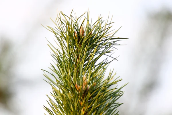 Branch of a pine — Stock Photo, Image