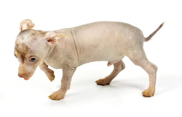 Kinesisk nakenhund hund — Stockfoto