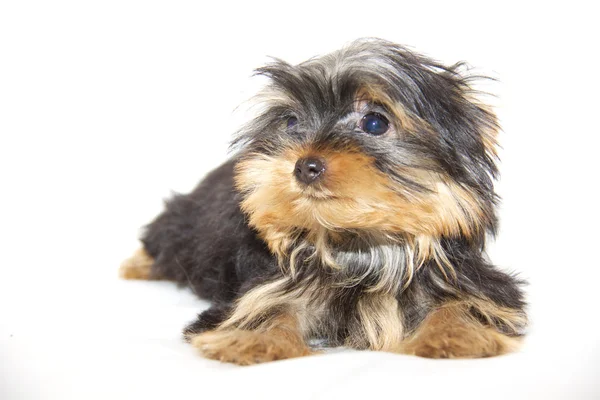 Pupyy Yorkshire Terrier — Stock Photo, Image
