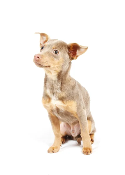 Chihuahua puppy in studio — Stock Photo, Image