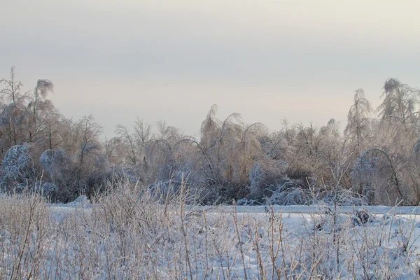 Krásný zimní les — Stock fotografie