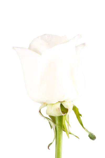 Rosa blanca flor primer plano aislado — Foto de Stock