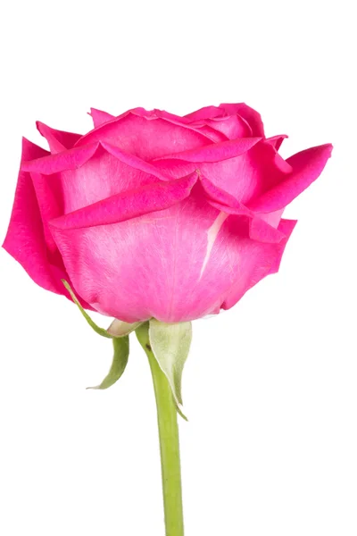 Una flor rosas rosadas — Foto de Stock