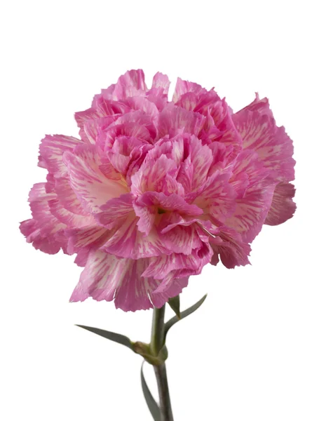 美丽的粉红色康乃馨 — 图库照片