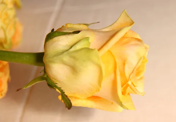 Яскраві троянд — стокове фото