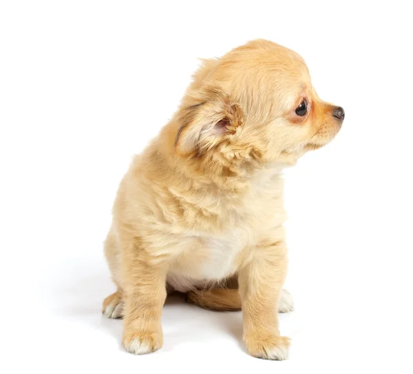 Chihuahua filhote de cachorro no estúdio — Fotografia de Stock