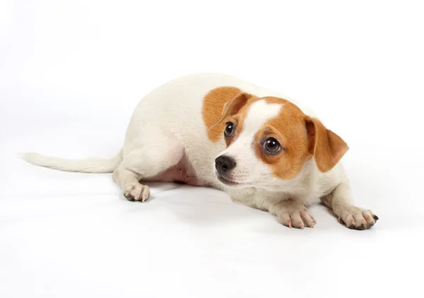 Komik köpek chihuahua pozlar — Stok fotoğraf