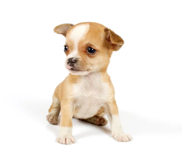 Chiot drôle Chihuahua pose — Photo