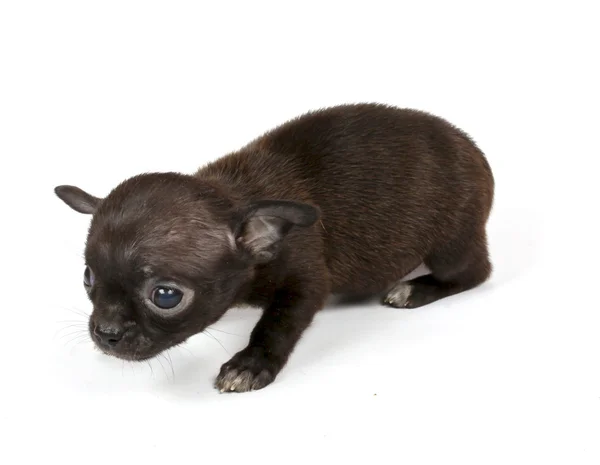Mały chihuahua szczeniaka — Zdjęcie stockowe