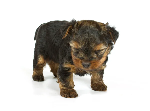 Cute destul de Yorkshire terrier câine cățeluș ședință. izolat — Fotografie, imagine de stoc