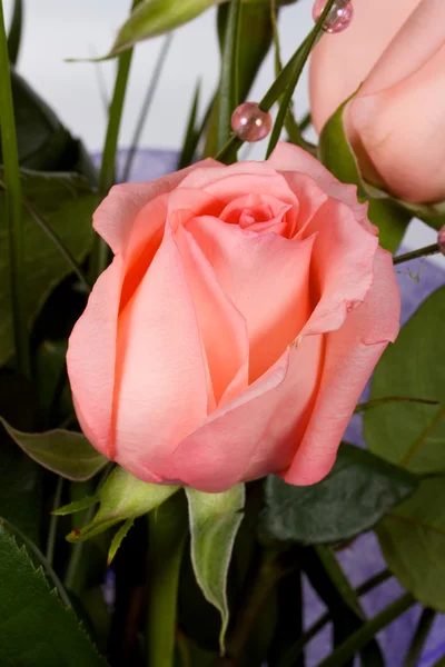 Close-up shot z růží — Stock fotografie