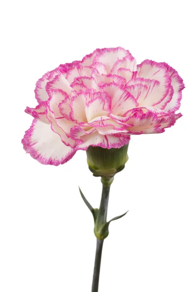 Piękny różowy Goździk — Zdjęcie stockowe