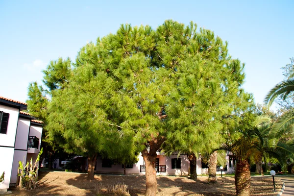 Pine groeien op een eminentie, Turkije — Stockfoto