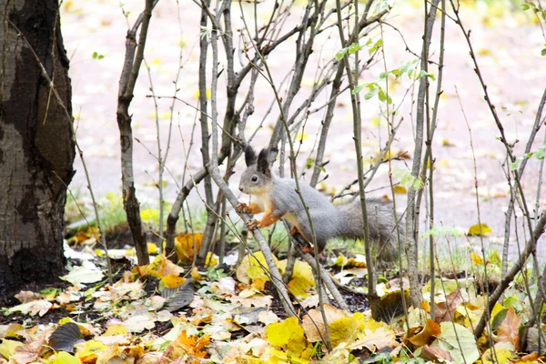 갈색 다람쥐 — 스톡 사진