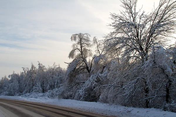 Winter weg in de buurt van bos — Stockfoto