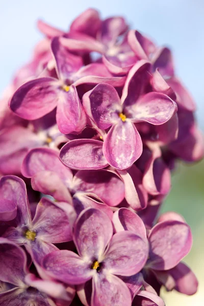 Ароматный лиловый куст в весеннем саду — стоковое фото