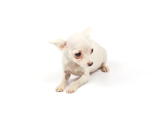 チワワの小さな子犬 — ストック写真