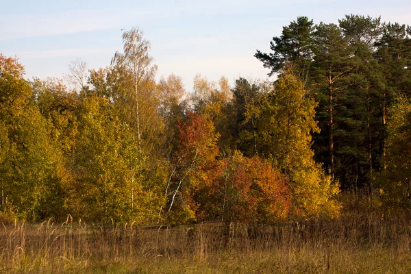 Krásná krajina. pole a okraje lesa — Stock fotografie