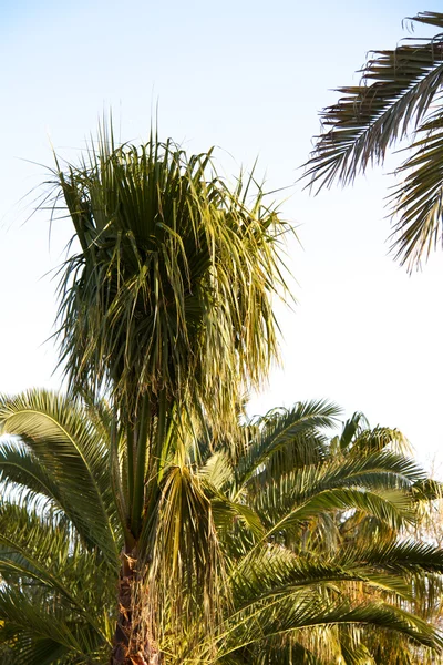 Palm on old Antalyan beach — Stock Photo, Image