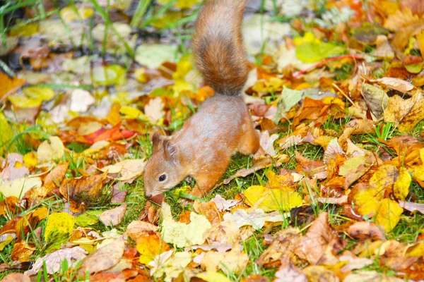 Brown squirrel — Stock Photo, Image