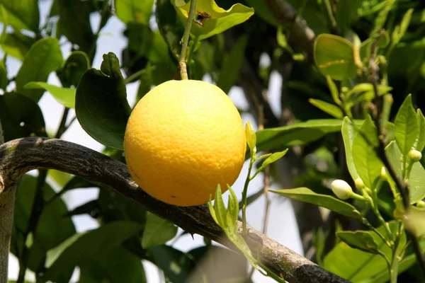 Citroner på citronträd — Stockfoto