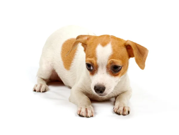 Morsom valp Chihuahua positurer – stockfoto
