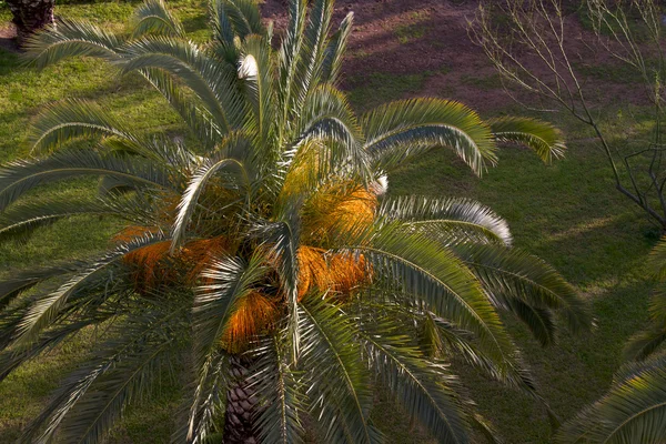 Eski antalyan plajda palmiye — Stok fotoğraf