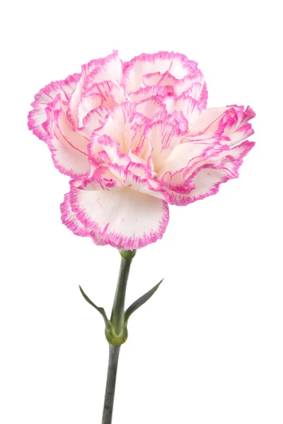 Mooie roze anjer — Stockfoto
