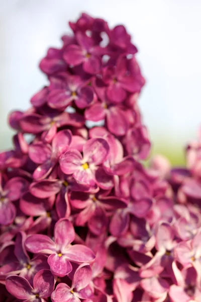 Illatos lila bokor a tavaszi kertben — Stock Fotó