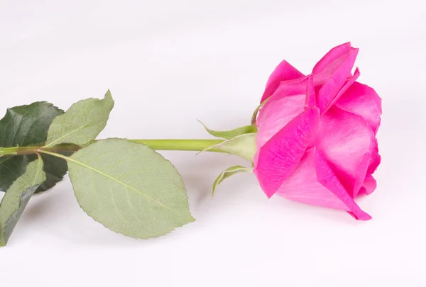 Un fiore rose rosa — Foto Stock
