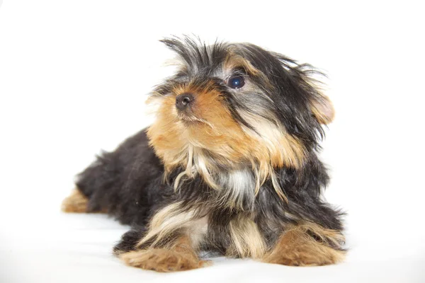 Pupyy Yorkshire Terrier — Stock Photo, Image