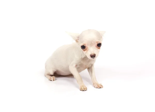 Chihuahua kleine pup — Stockfoto