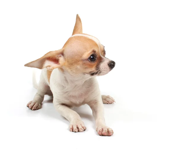 Grappige pup chihuahua poses — Stockfoto
