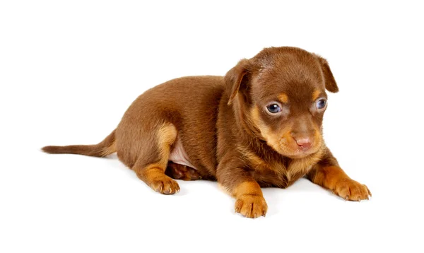 Cachorro divertido Chihuahua posa —  Fotos de Stock