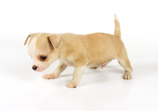 Lustige Welpen-Chihuahua-Posen — Stockfoto