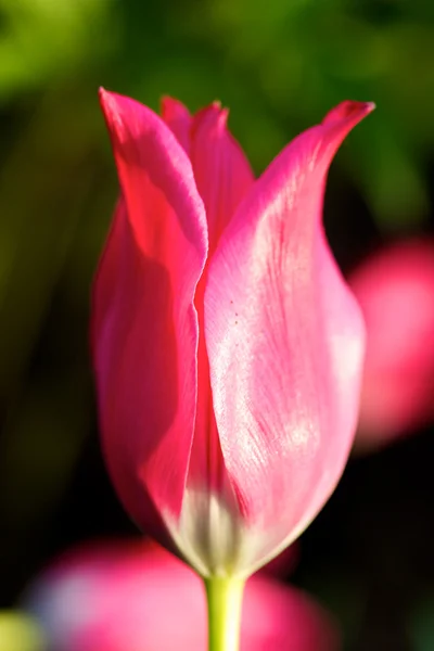 Fényes tulipán — Stock Fotó