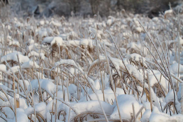 Sneeuw overdekte rush tegen op sneeuw — Stockfoto