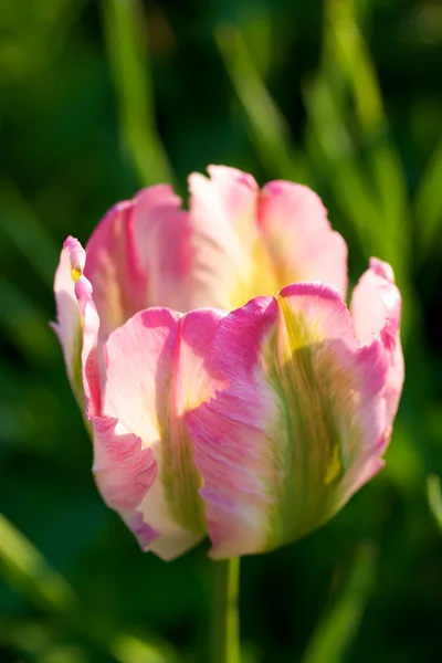Jasne tulipan — Zdjęcie stockowe