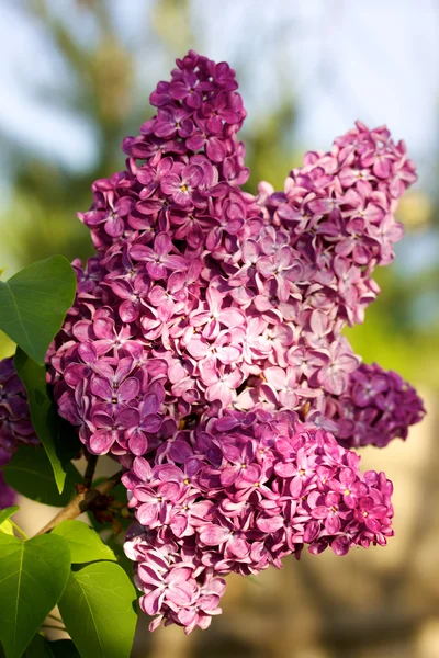 Fragrant lilac bush in the spring garden — Stock Photo, Image