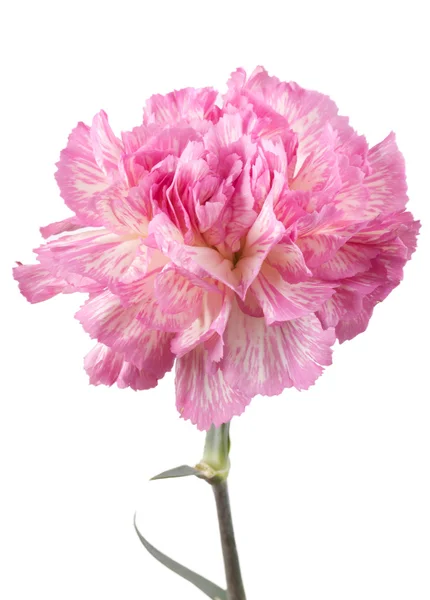 Vacker rosa nejlika — Stockfoto