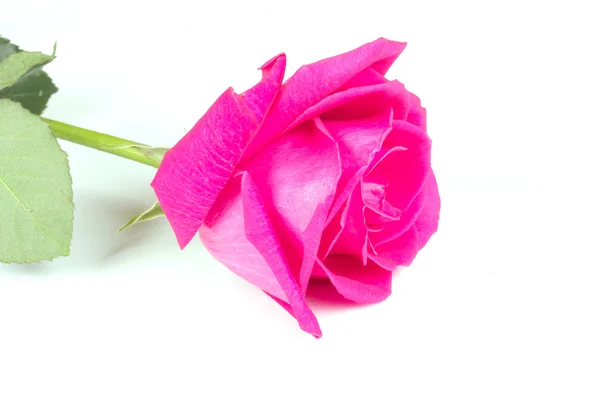 Una flor rosas rosadas —  Fotos de Stock