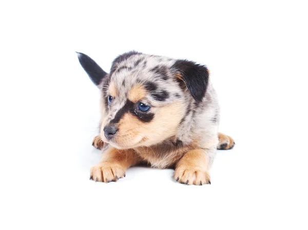 Chihuahua valp i studio — Stockfoto